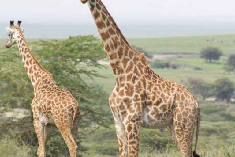 1601233_10152198897096013_1847592074_n