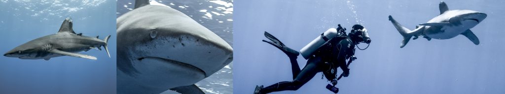 Oris teams with Jerome Delafosse for special project to study hammerhead sharks. 