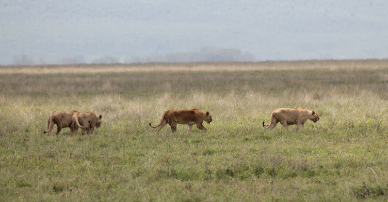 on safari in Tanzania (photo(C) Samantha Walsh)