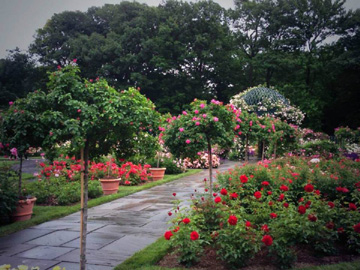 New York Arboretum