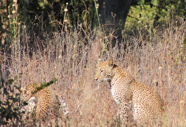Big cats in South Africa (Photo: R. Naas) 
