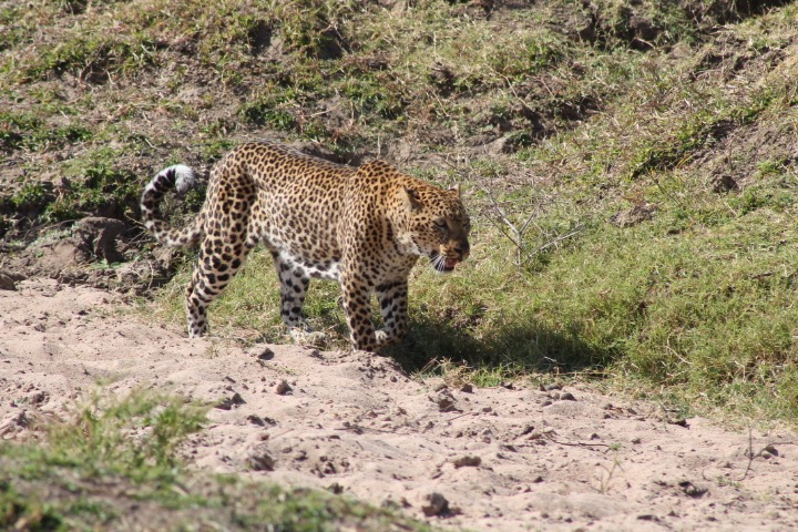 Slink as it may to get my attention, this leopard in Zambia stole my heart, but not my watch. (photo c: R. Naas)