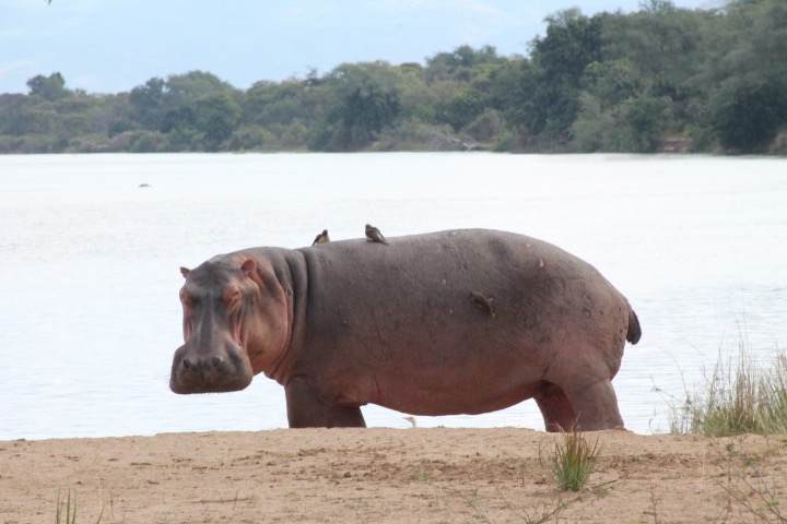 A hippo, complete with birds on its back, looks at my Ralph Lauren watch during the Chongwe River Camp safari in Lower Zambezi. No, he didn't get it! (photo c: R.Naas)