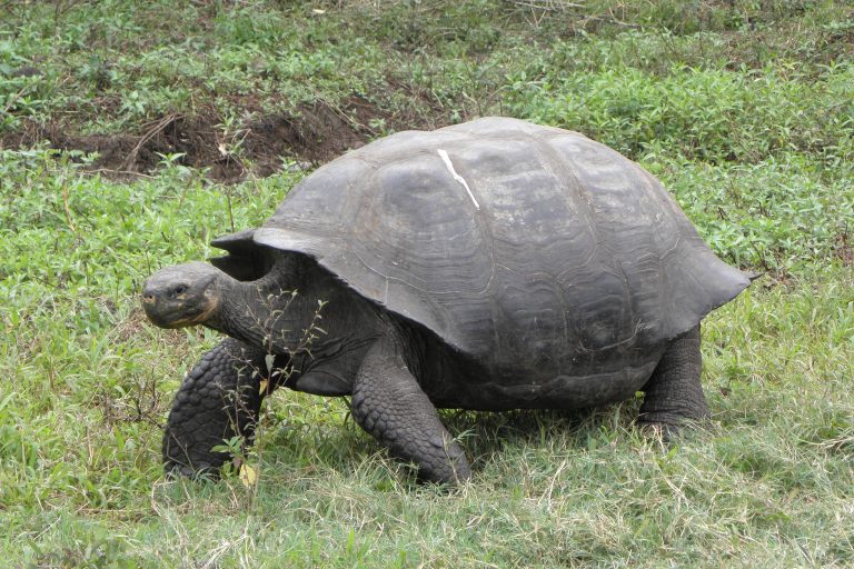 tortoises in the Galapagos Tortoises in the Galapagos