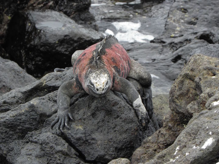 The Galapagos has a unique ecosystem. 