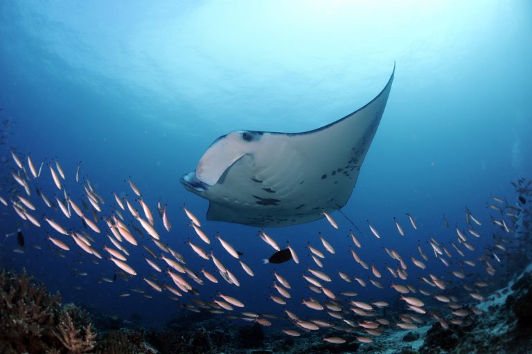 Reef Manta Ray, Manta alfredi, Dhiggaru Kandu, Ari Atoll, Maldives © Guy Stevens, Manta Trust 2015 Reef Manta Ray, Manta alfredi, Dhiggaru Kandu, Ari Atoll, Maldives © Guy Stevens, Manta Trust 2015