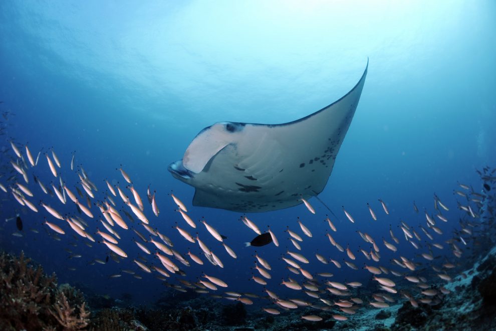 Reef Manta Ray, Manta alfredi, Dhiggaru Kandu, Ari Atoll, Maldives © Guy Stevens, Manta Trust 2015 Reef Manta Ray, Manta alfredi, Dhiggaru Kandu, Ari Atoll, Maldives © Guy Stevens, Manta Trust 2015