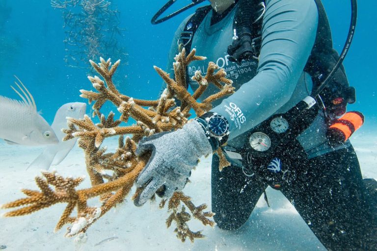 coral in hands Diving with Oris and the Coral Restoration Foundation in Key Largo to out plant Staghorn coral.