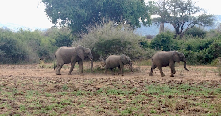 Elephant family in Chongwe (photo: R.Naas/ATimelyPerspective)