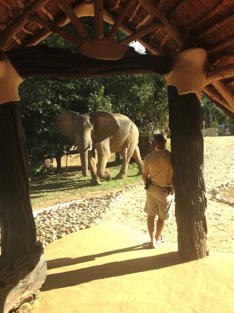This elephant walked right past the lodge doorway at Chongwe River House (photo: R.Naas/ATimelyPerspective)