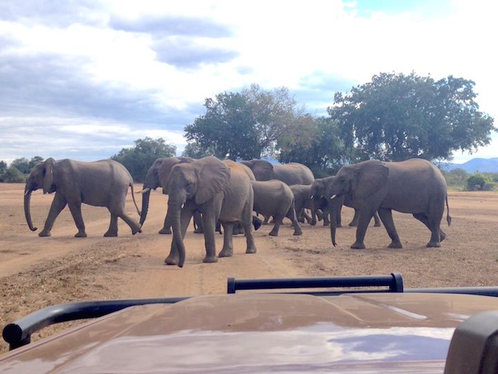Elephants roam in herds == walking in the path of the jeeps on safari. (photo: R.Naas/ATimelyPerspective)