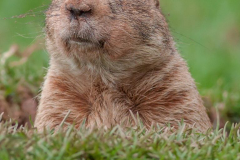Why we celebrate Groundhog Day has roots dating back more than a century.