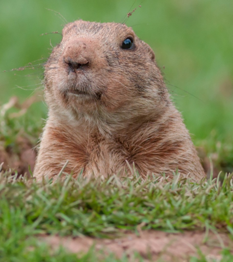 ground-hog