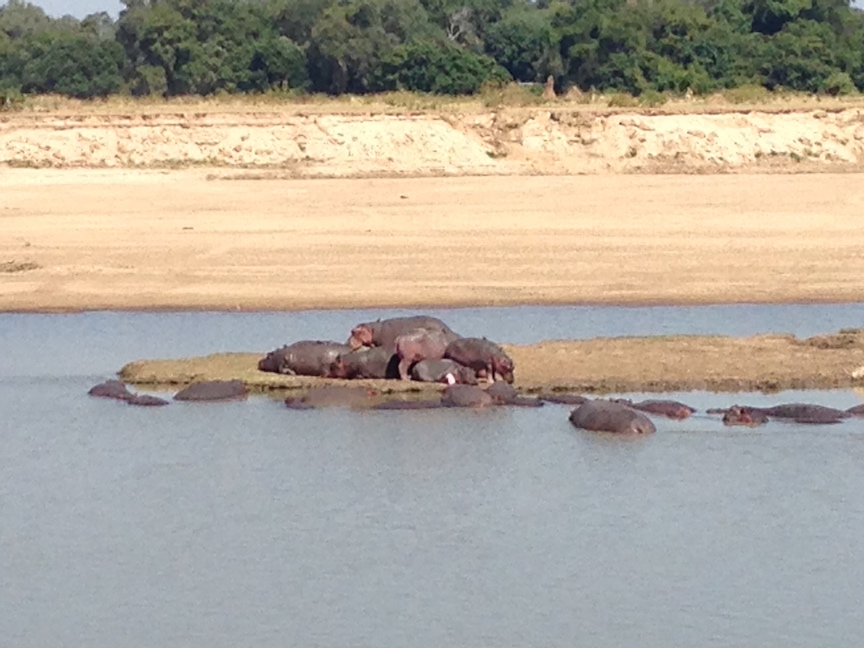Hippos at rest on the water and mud islands in the river (photo: R.Naas/ATimelyPerspective)