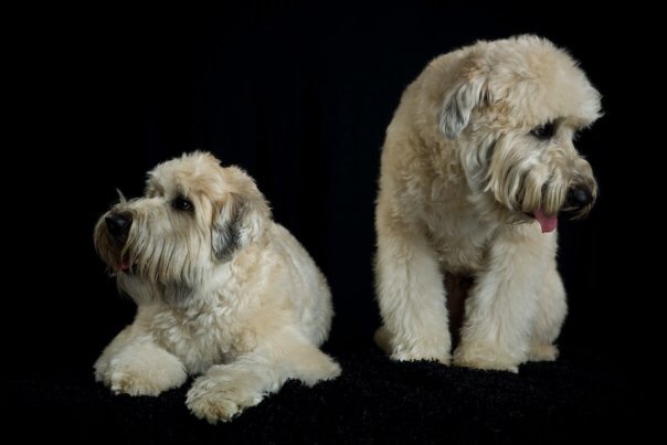 This was the photo that my friend submitted of his dogs for the watch dial. 