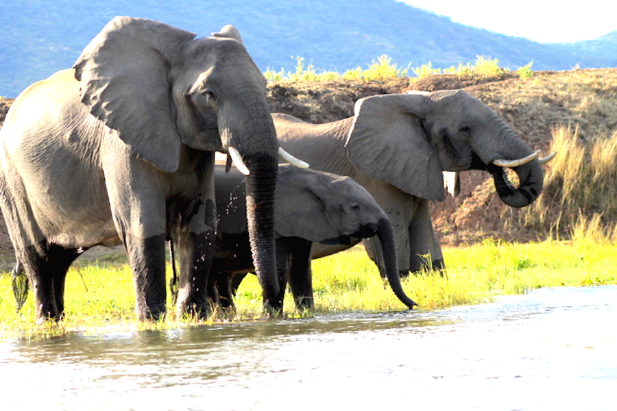 zambia river elephants